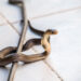 A snake in the locker room seals victory for Spurs
